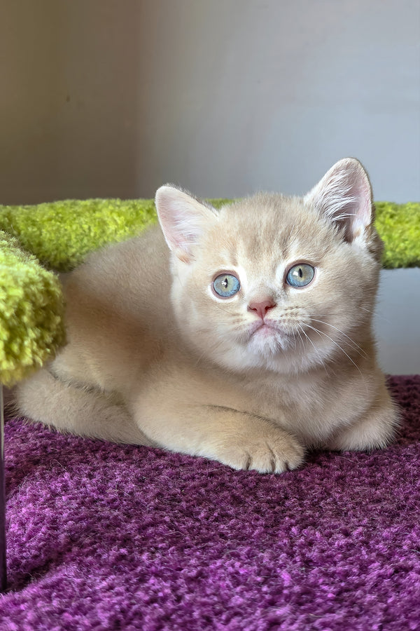 Sunny | British Shorthair Kitten