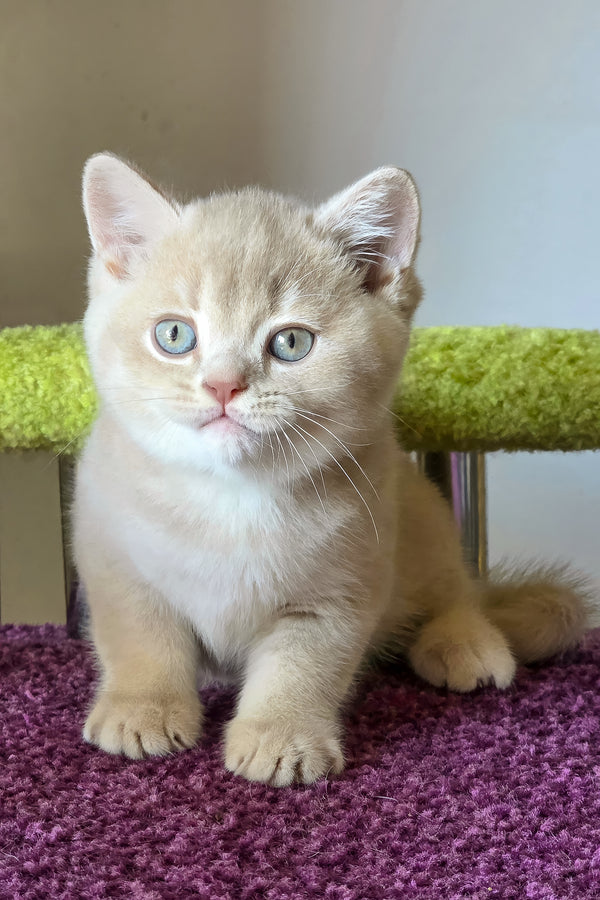Sunny | British Shorthair Kitten