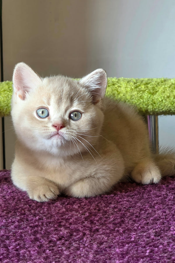 Sunny | British Shorthair Kitten