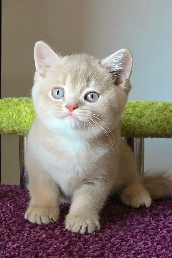 Sunny | British Shorthair Kitten