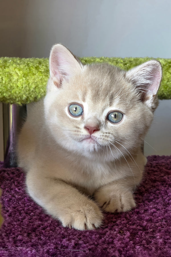 Sunny | British Shorthair Kitten