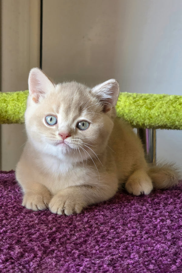 Sunny | British Shorthair Kitten