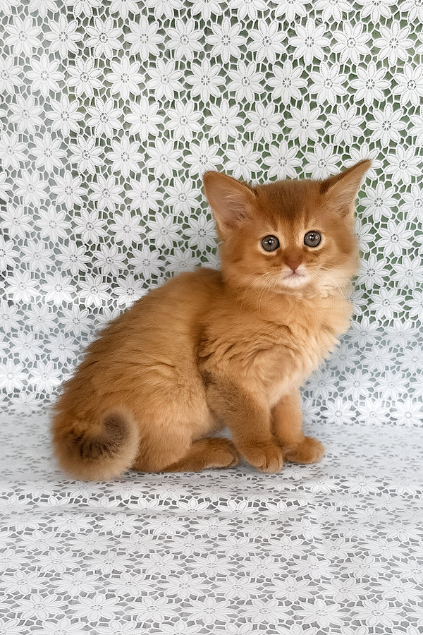 Sunny | Somali Kitten