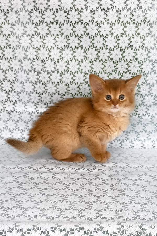 Sunny | Somali Kitten