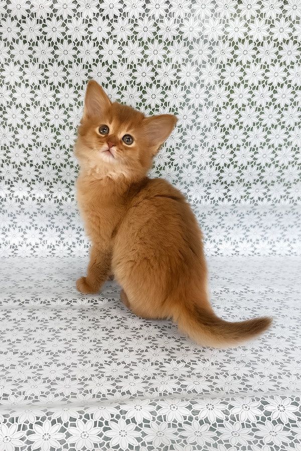 Sunny | Somali Kitten