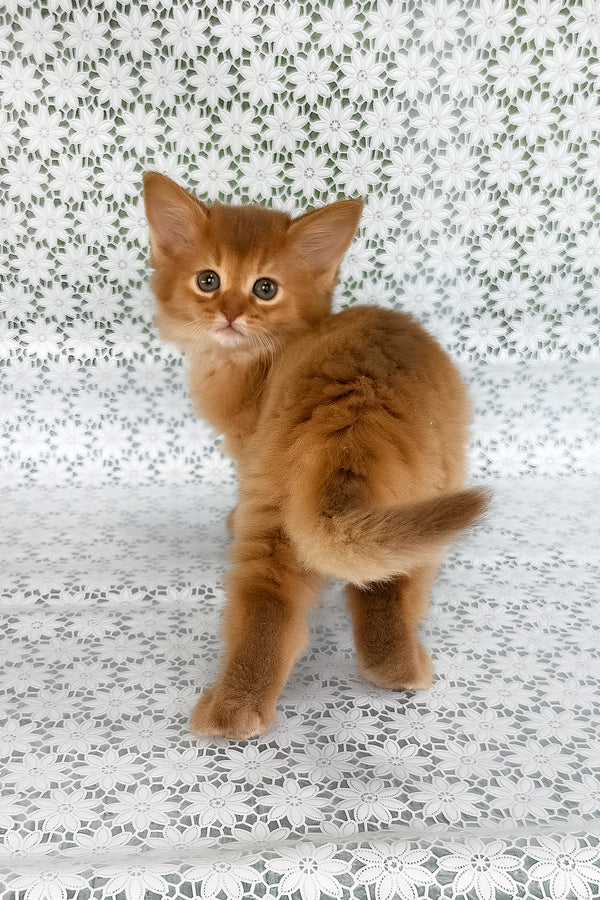 Sunny | Somali Kitten