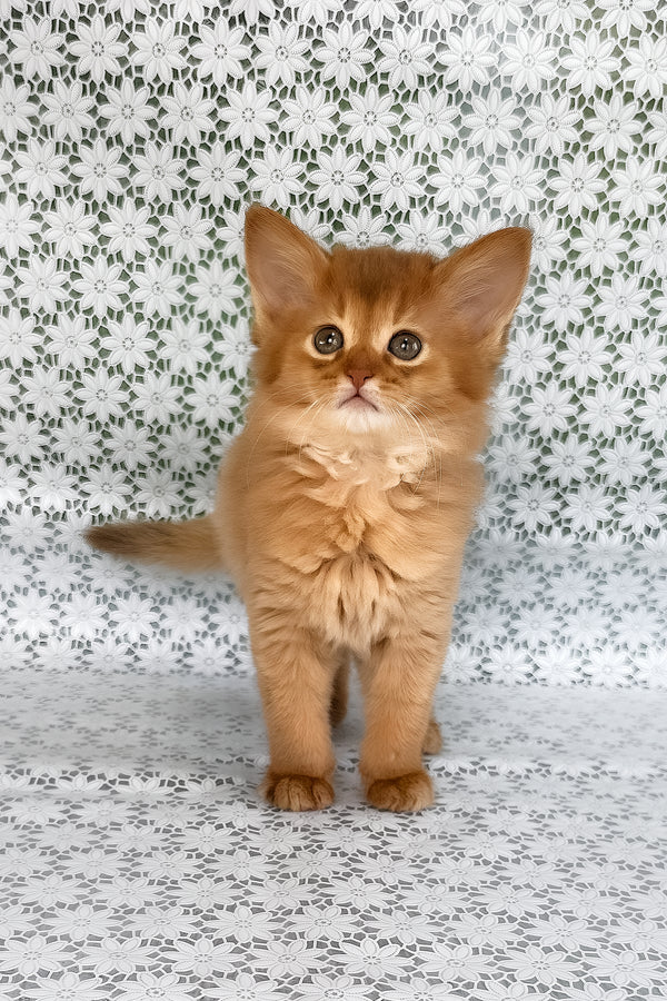 Sunny | Somali Kitten