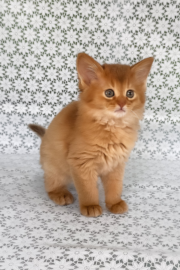Sunny | Somali Kitten