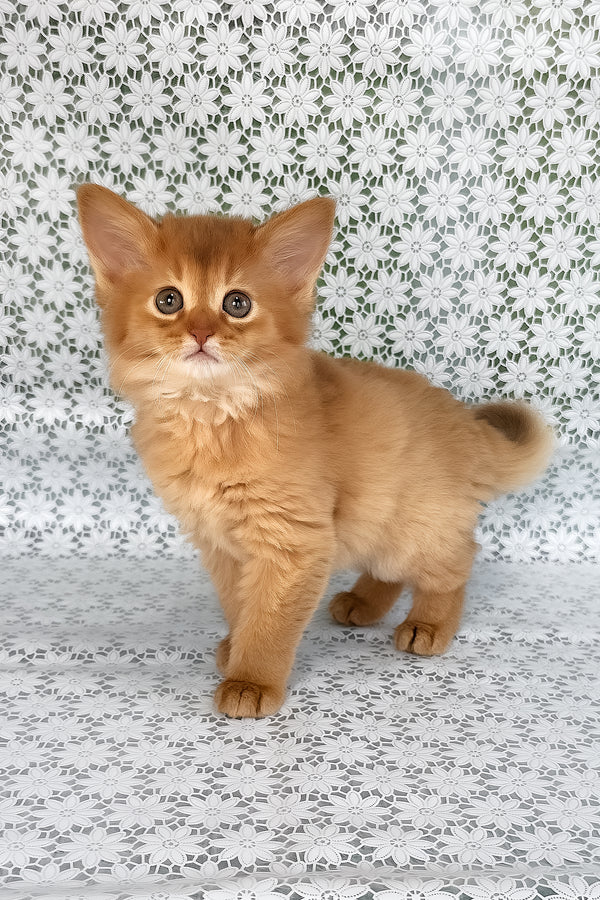 Sunny | Somali Kitten