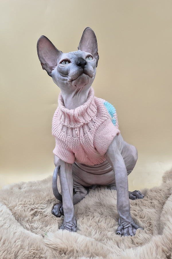 Sunny | Canadian Sphynx Kitten