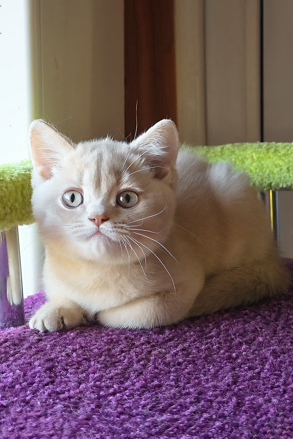 Sunny | British Shorthair Kitten