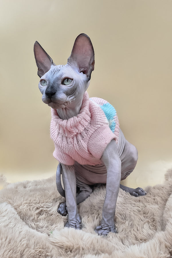 Sunny | Canadian Sphynx Kitten