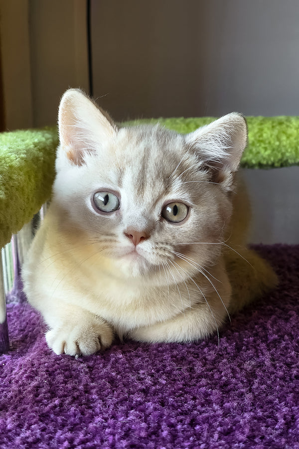Sunny | British Shorthair Kitten