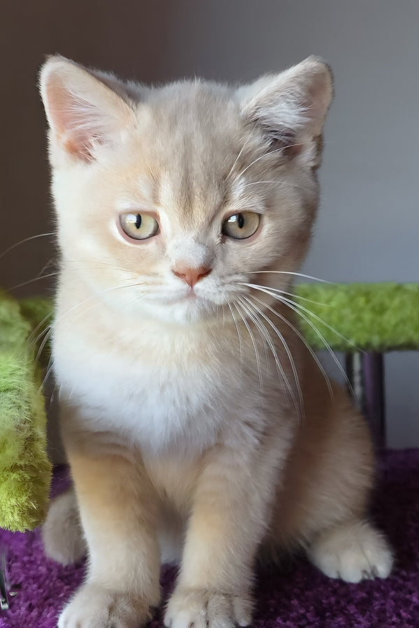 Sunny | British Shorthair Kitten