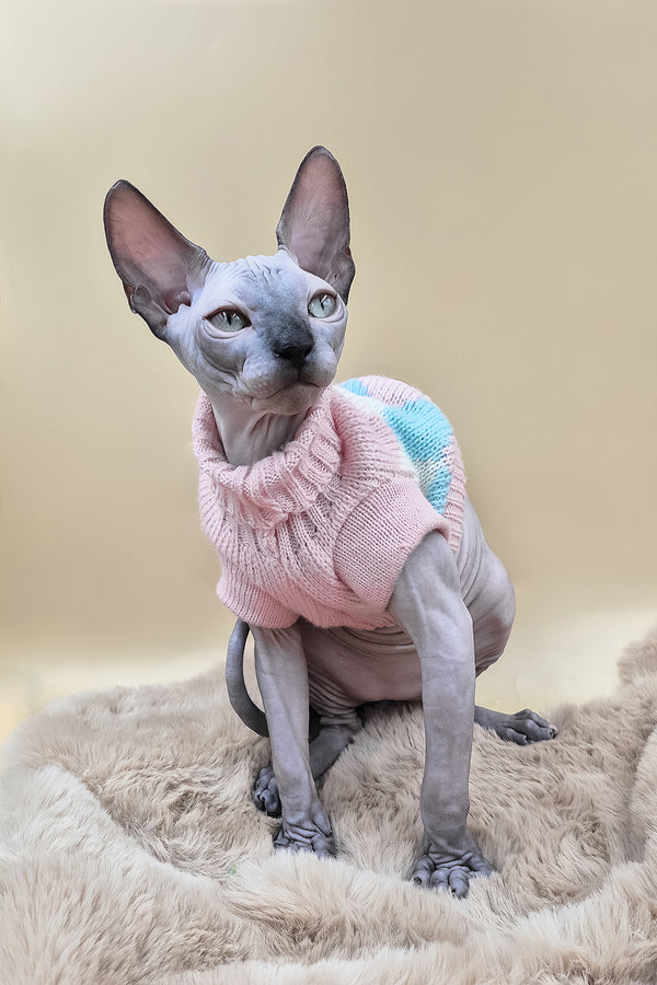 Sunny | Canadian Sphynx Kitten