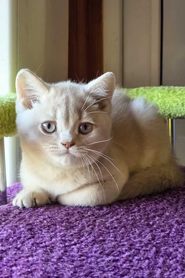 Sunny | British Shorthair Kitten