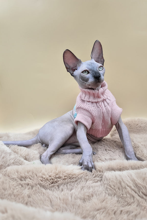 Sunny | Canadian Sphynx Kitten