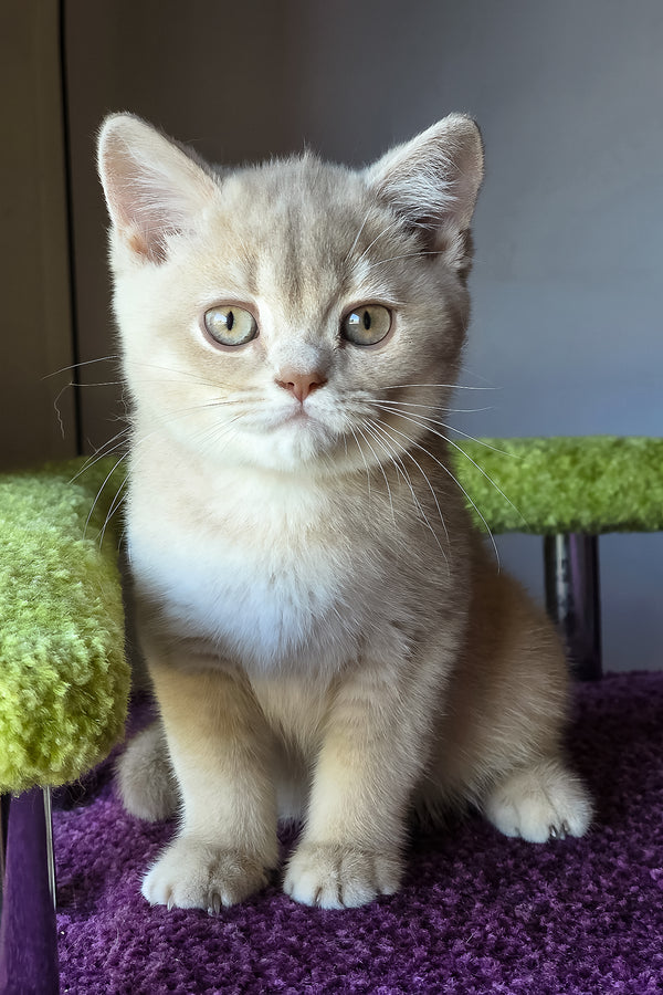 Sunny | British Shorthair Kitten