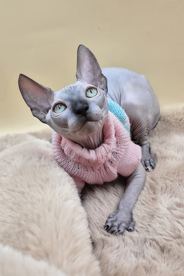 Sunny | Canadian Sphynx Kitten