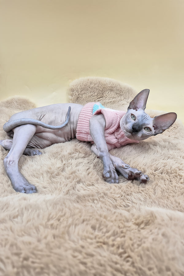 Sunny | Canadian Sphynx Kitten