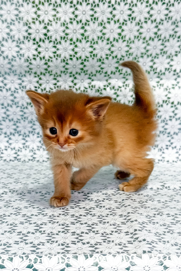 Sunny | Somali Kitten