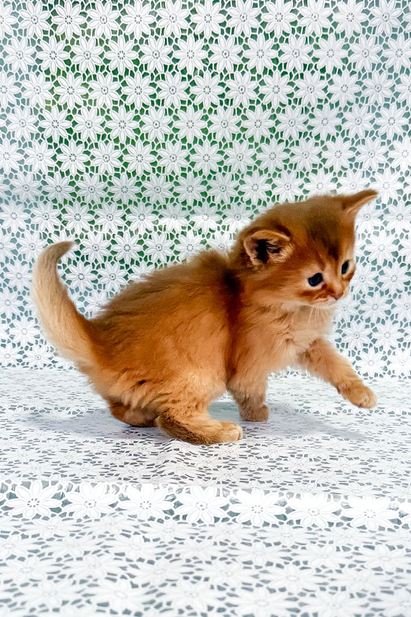 Sunny | Somali Kitten