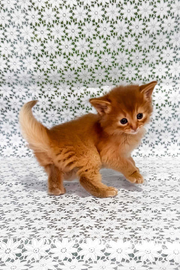 Sunny | Somali Kitten