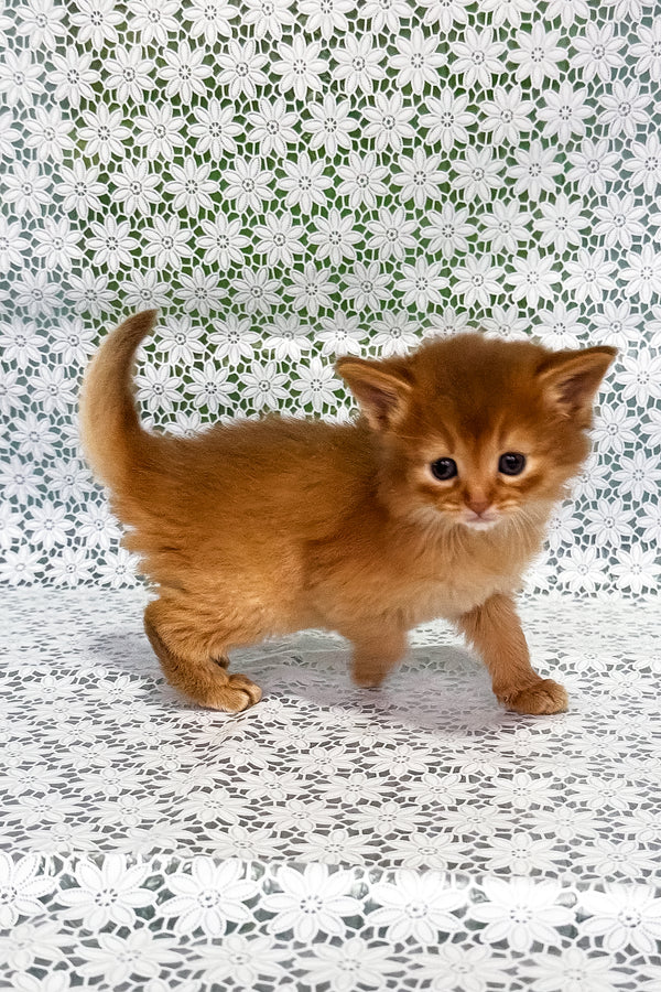 Sunny | Somali Kitten