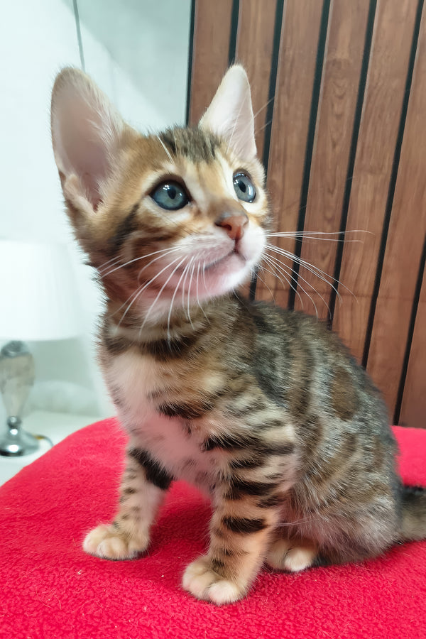 Bavaria | Bengal Kitten
