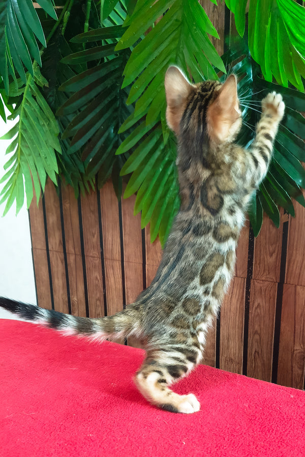 Bavaria | Bengal Kitten