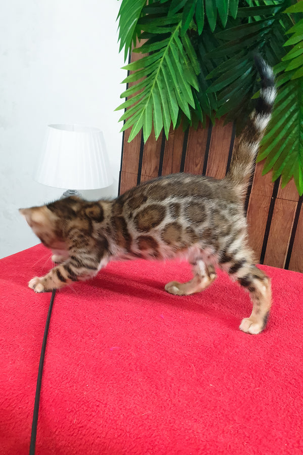 Bavaria | Bengal Kitten