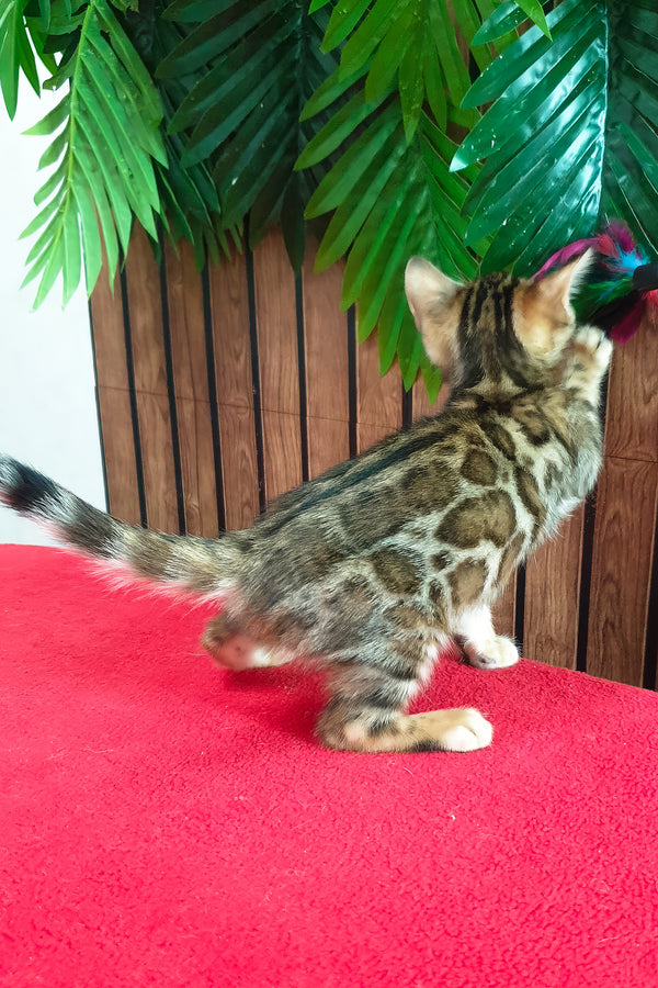 Bavaria | Bengal Kitten