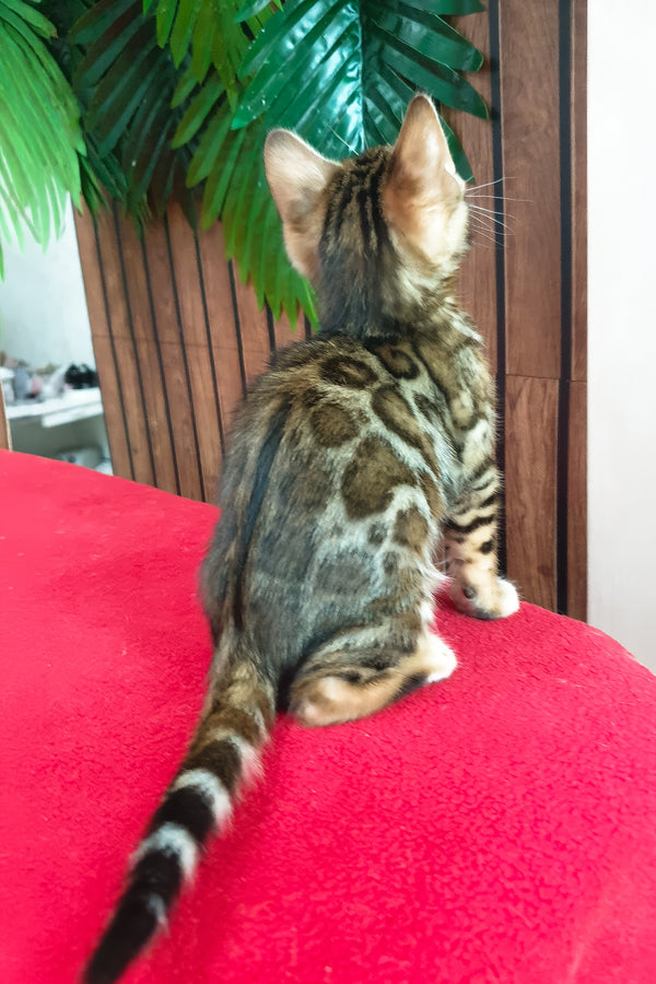 Bavaria | Bengal Kitten