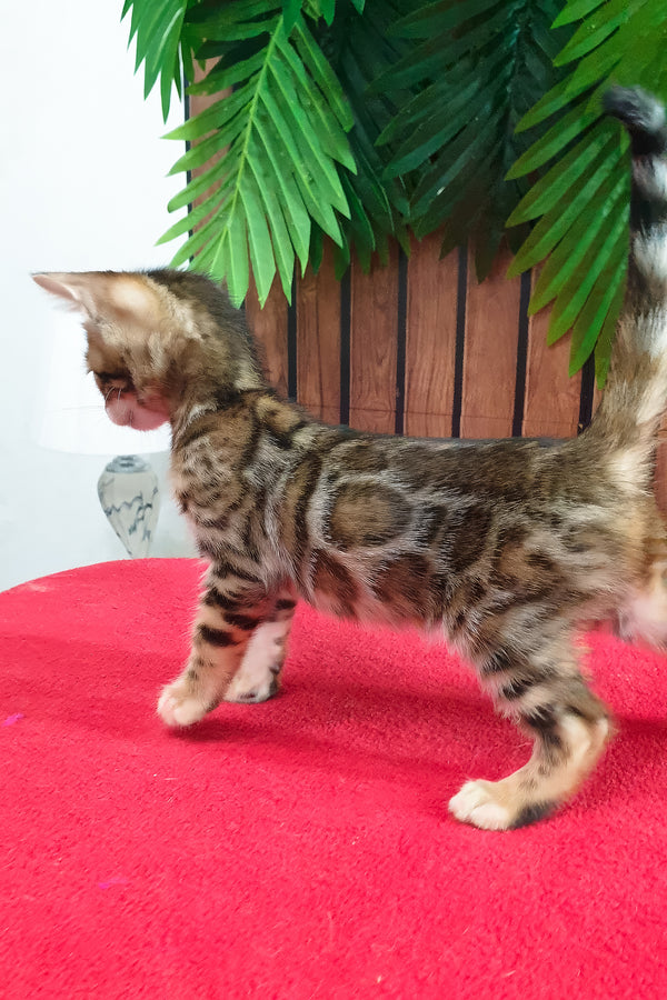 Bavaria | Bengal Kitten