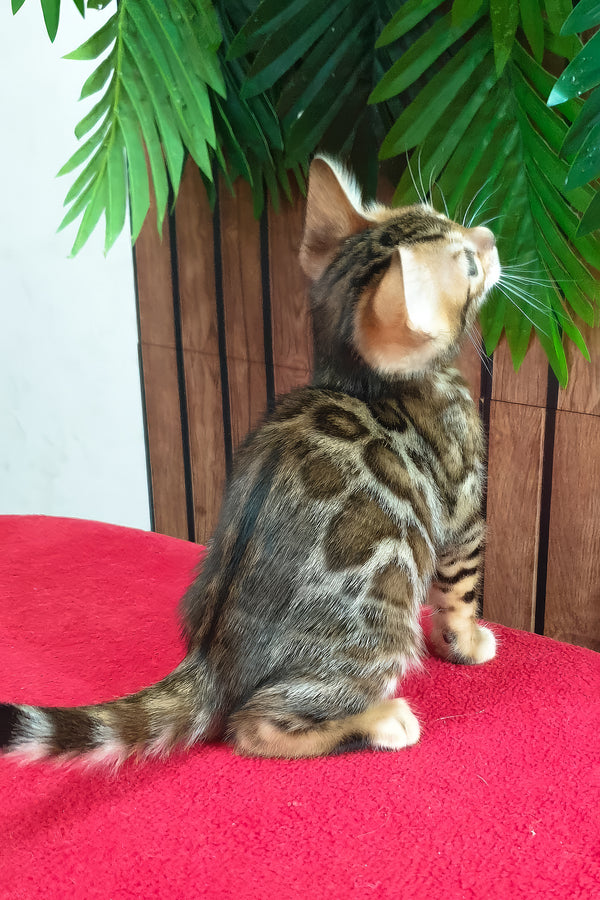 Bavaria | Bengal Kitten