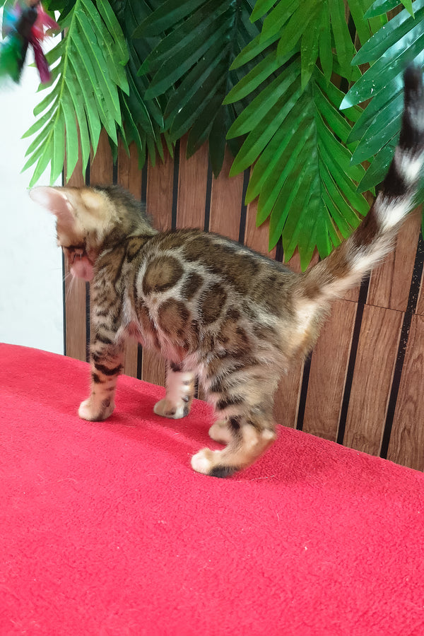 Bavaria | Bengal Kitten