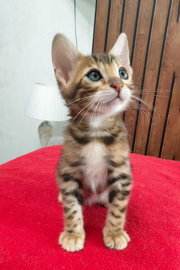 Bavaria | Bengal Kitten