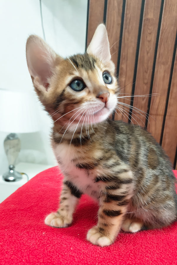 Bavaria | Bengal Kitten