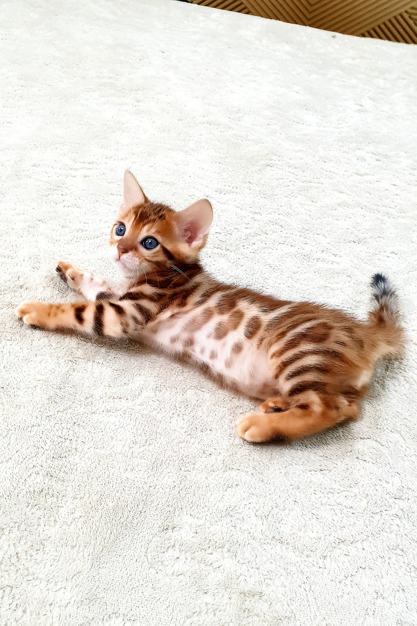 Amarion | Bengal Kitten