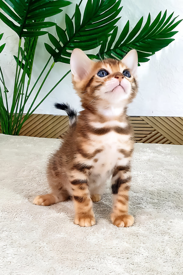 Amarion | Bengal Kitten
