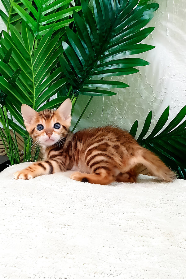 Amarion | Bengal Kitten