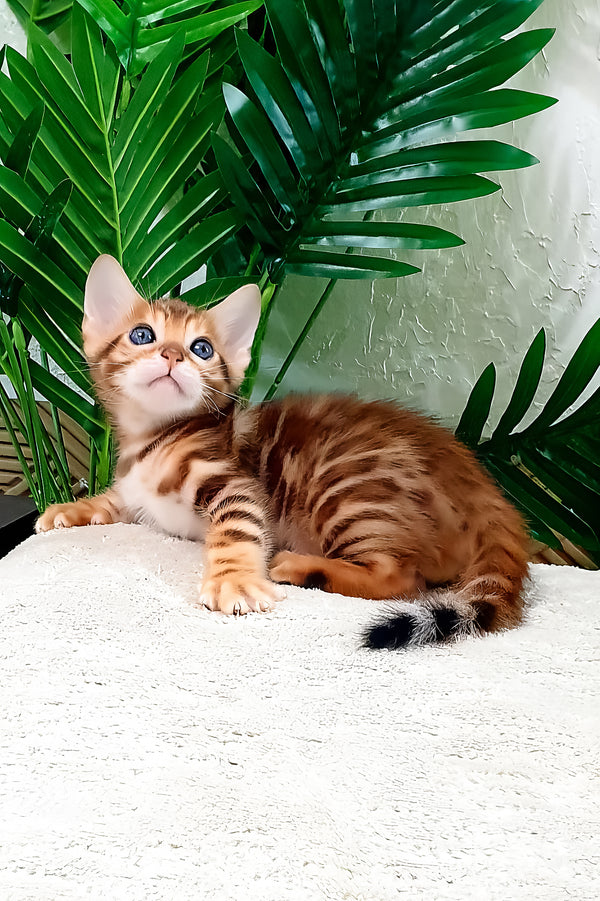 Amarion | Bengal Kitten