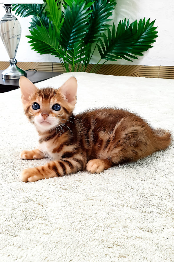 Amarion | Bengal Kitten