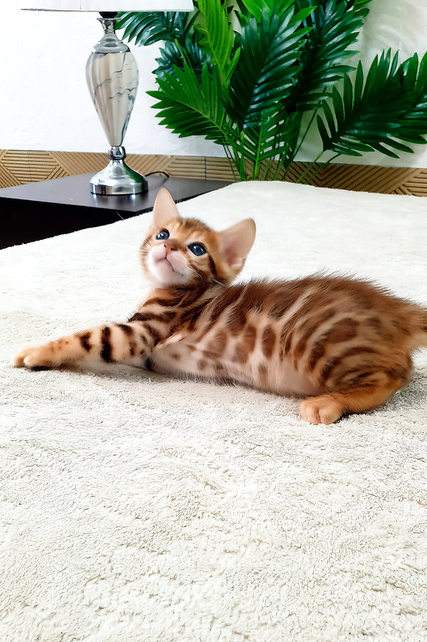 Amarion | Bengal Kitten