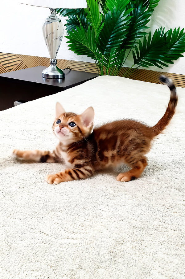 Amarion | Bengal Kitten