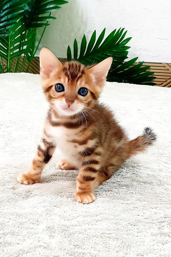 Amarion | Bengal Kitten