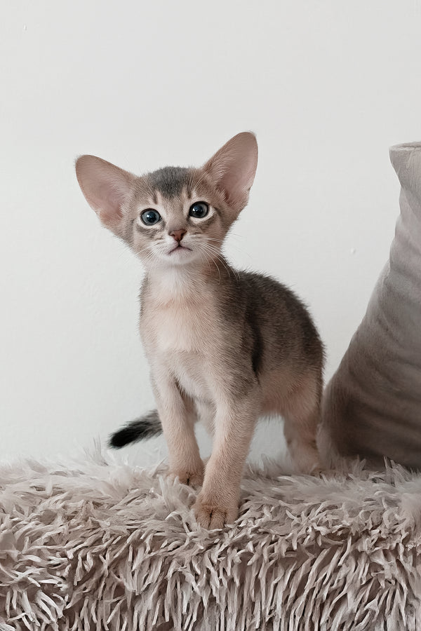 Gordon | Abyssinian Kitten