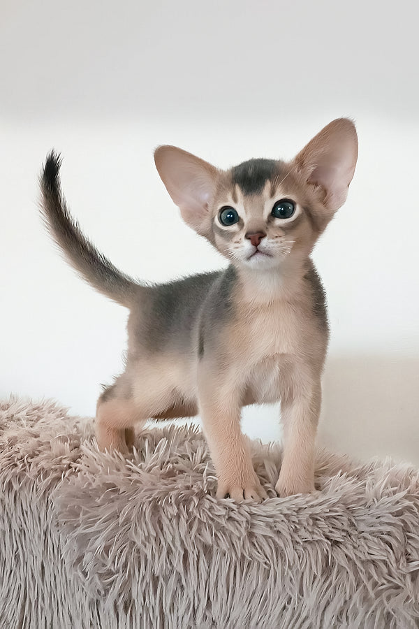 Gordon | Abyssinian Kitten