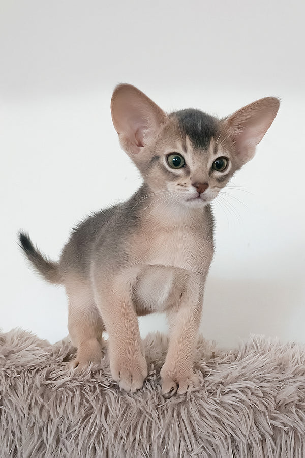 Gordon | Abyssinian Kitten