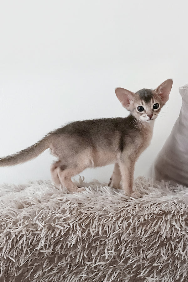 Gordon | Abyssinian Kitten